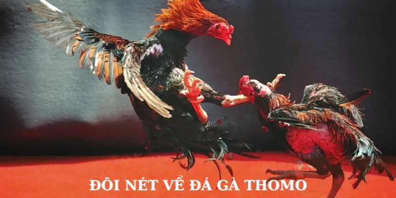 Đôi nét về đá gà Thomo 