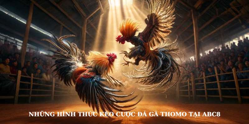 Những hình thức kèo cược đá gà Thomo phổ biến