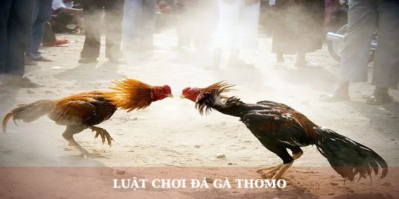 Luật chơi đá gà Thomo