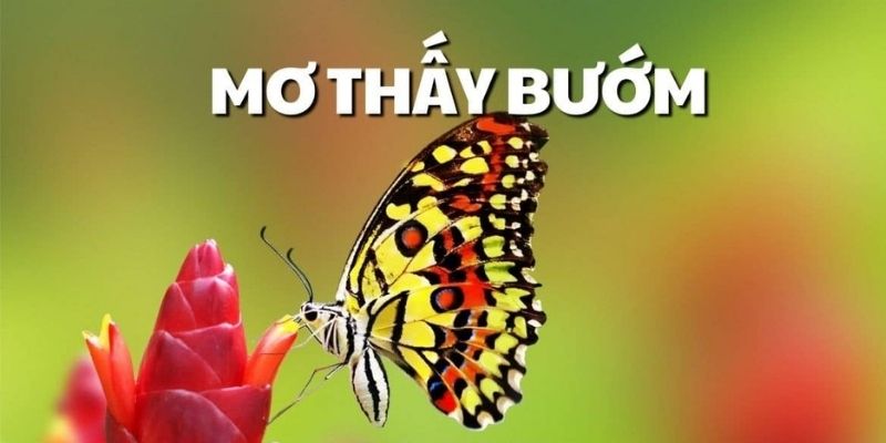 Ý nghĩa thực tiễn khi ngủ mơ thấy bướm